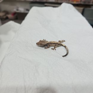 세이블 트라이