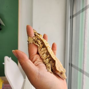 트라이 익스트림할리퀸