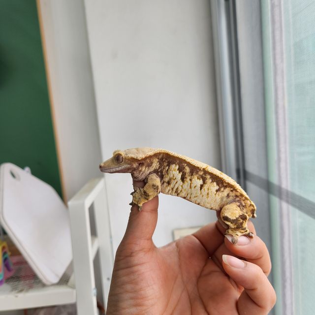 트라이 익스트림할리퀸