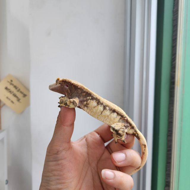 트라이 드리피 익스트림할리퀸