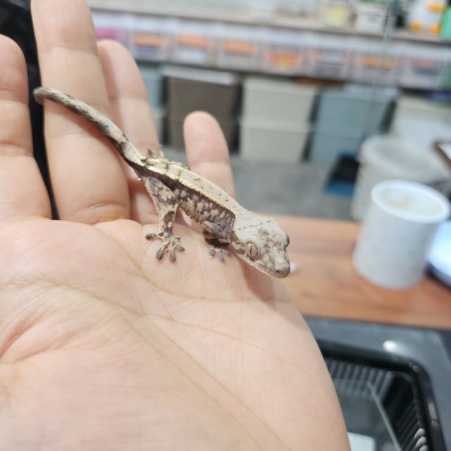 세이블
