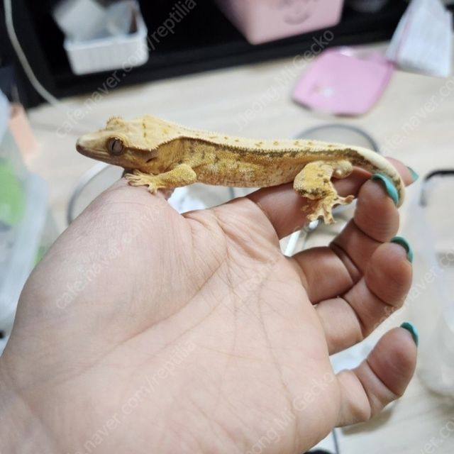 노멀 트라이 익스트림할리퀸