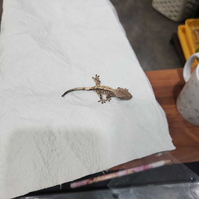 세이블 트라이