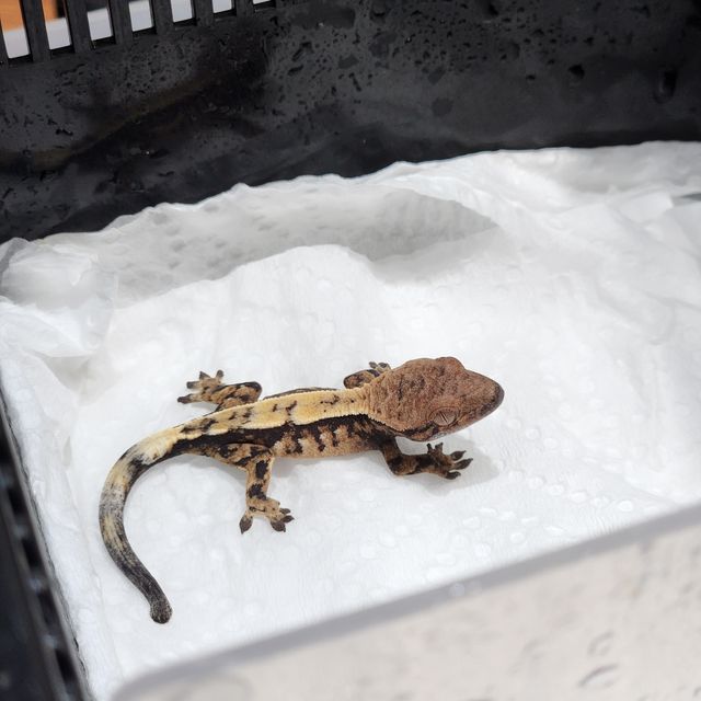 세이블