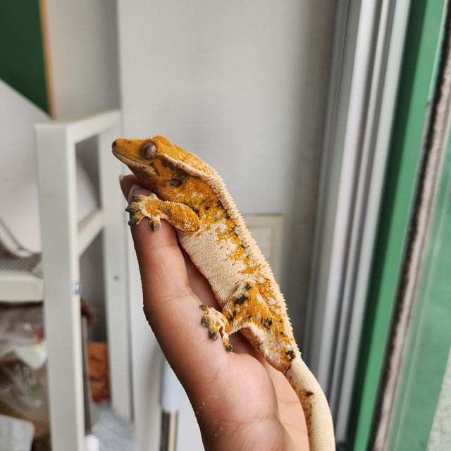 트라이 익스트림할리퀸