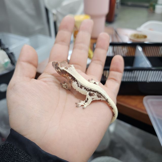 릴리 세이블