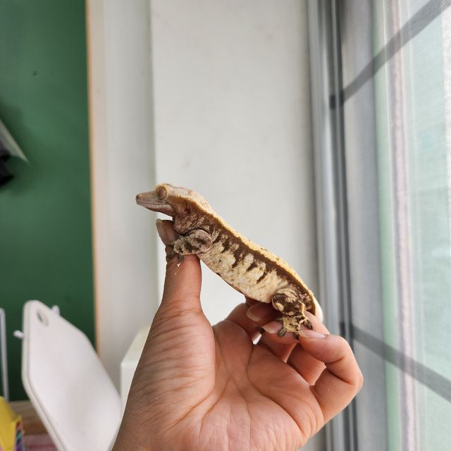트라이 익스트림할리퀸