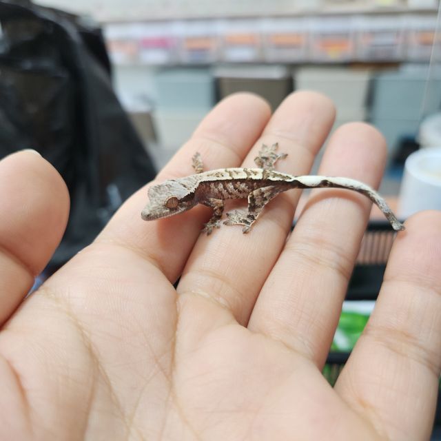 카푸치노 트라이