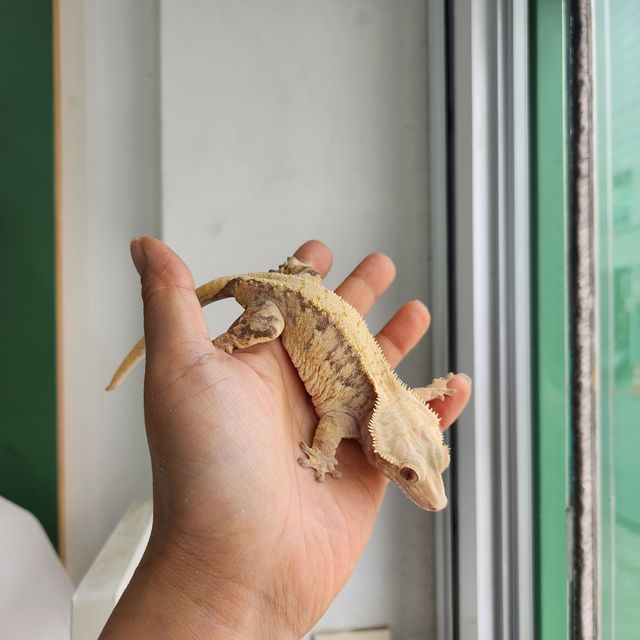트라이 익스트림할리퀸
