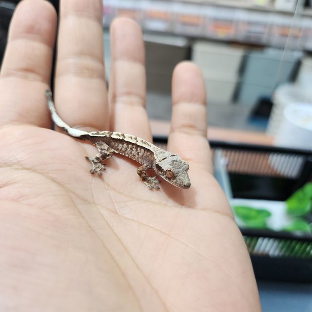 카푸치노 트라이