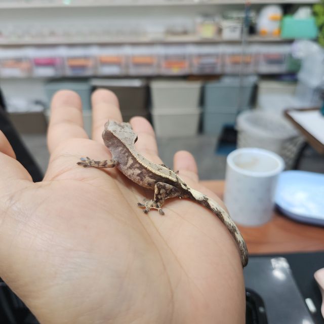 세이블