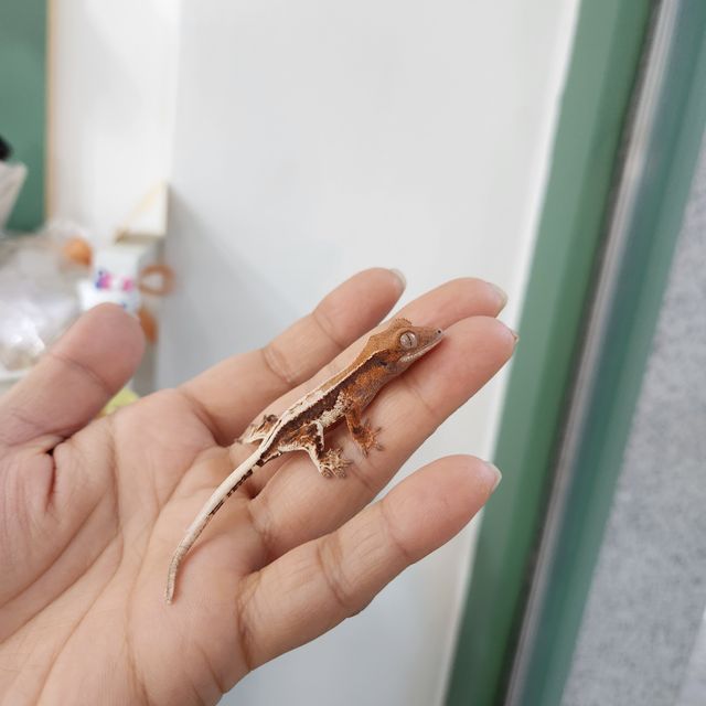 릴리 세이블 풀핀