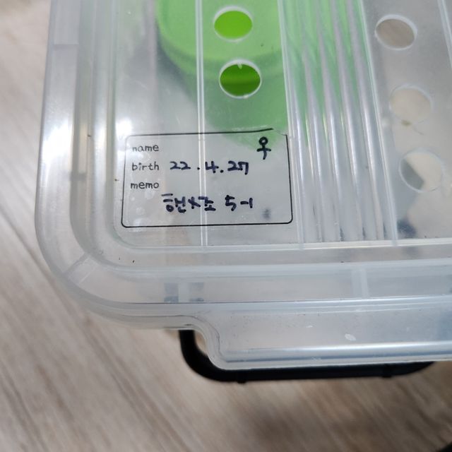 노멀 트라이 익스트림할리퀸 레드