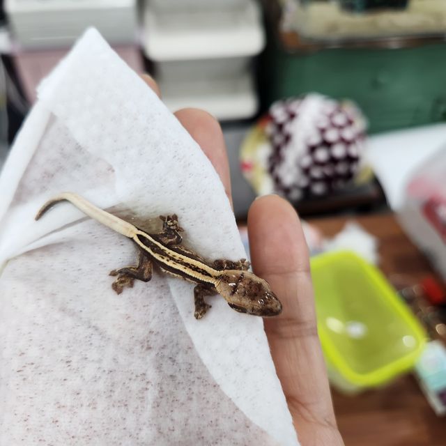 엠티백 풀핀 블랙 화이트 핀스트라이프 화이트스팟