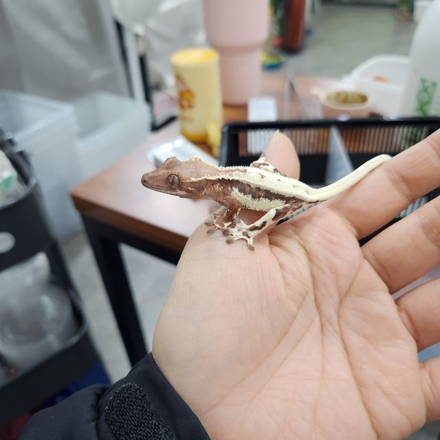 릴리 세이블