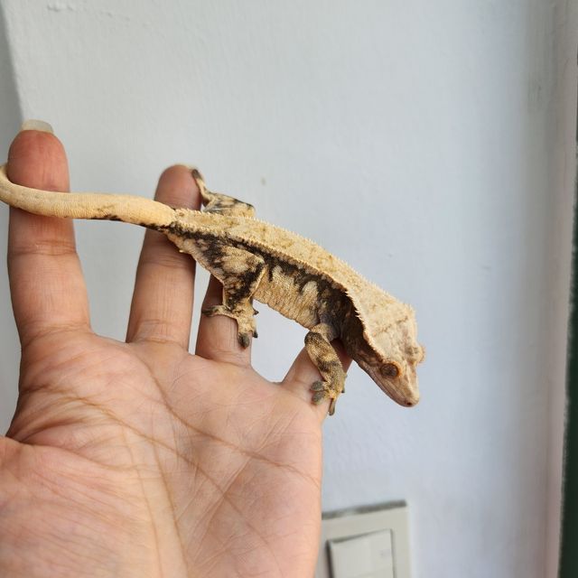 트라이 드리피 익스트림할리퀸