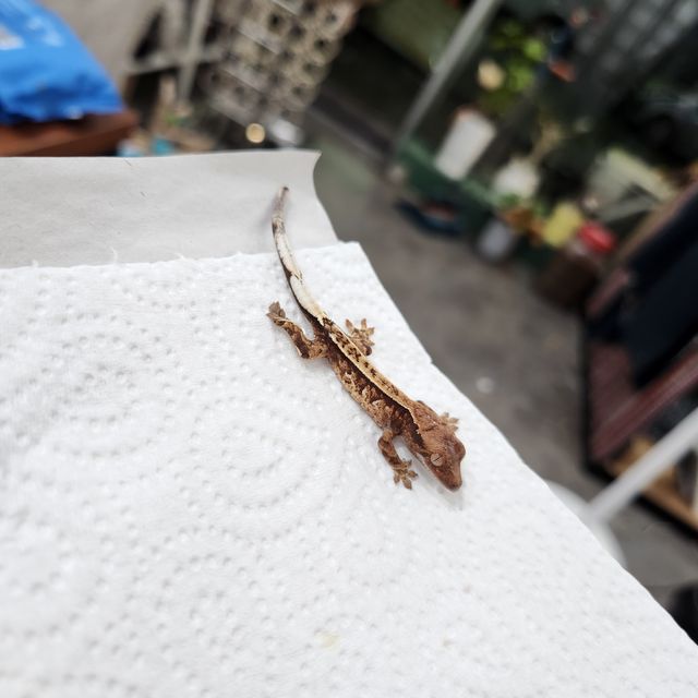 카푸치노 트라이