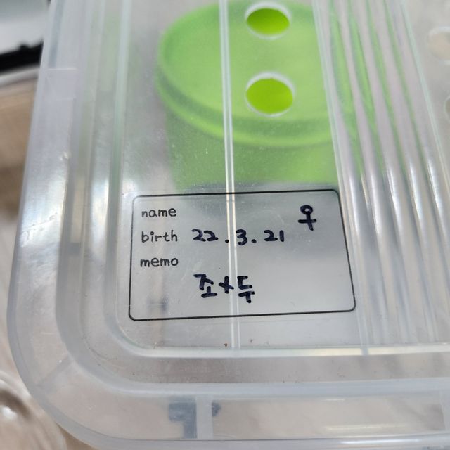 릴리화이트 레드