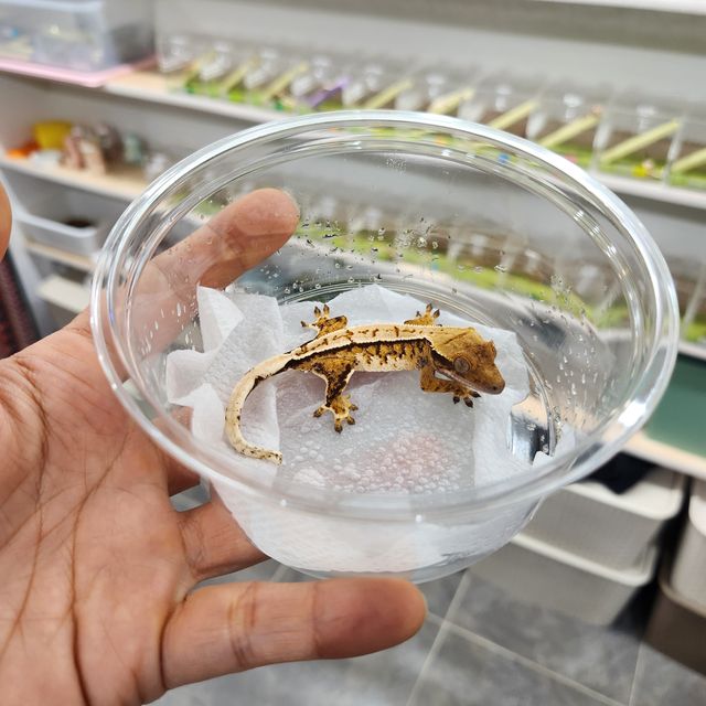 트라이