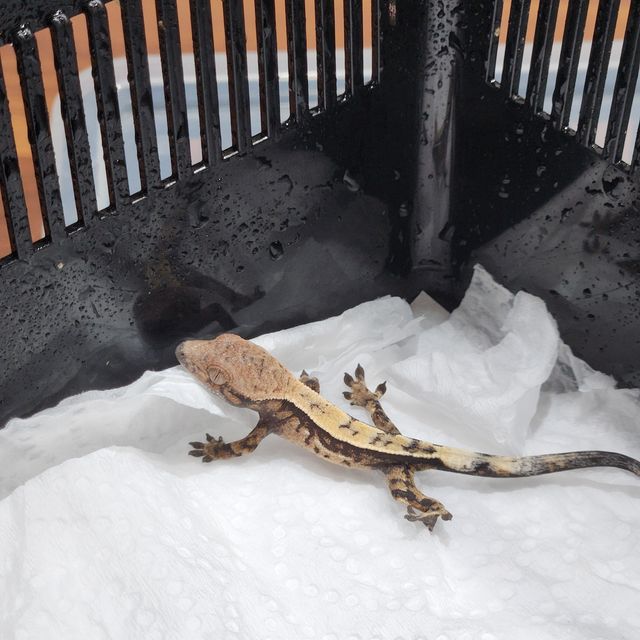 세이블