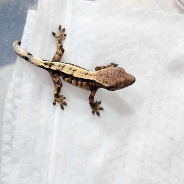 세이블
