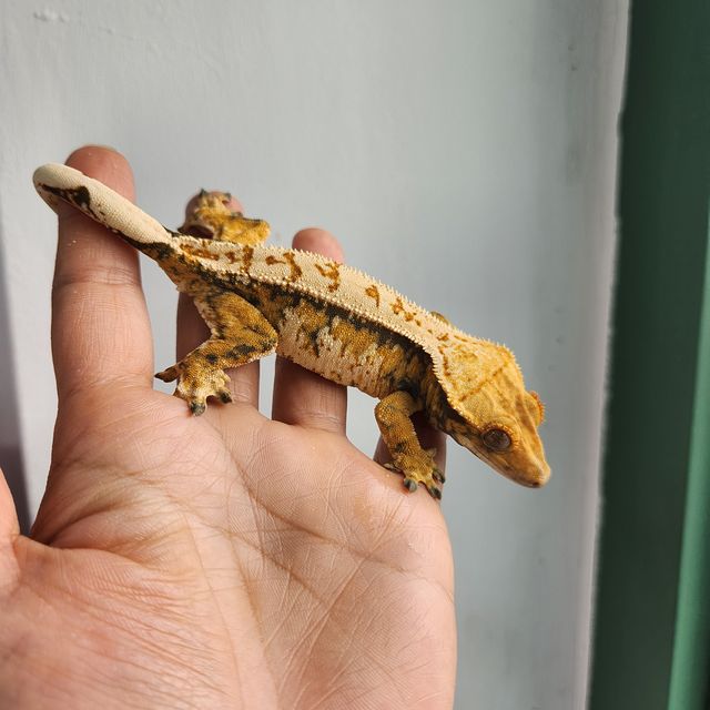 트라이 익스트림할리퀸