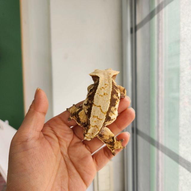 트라이 익스트림할리퀸