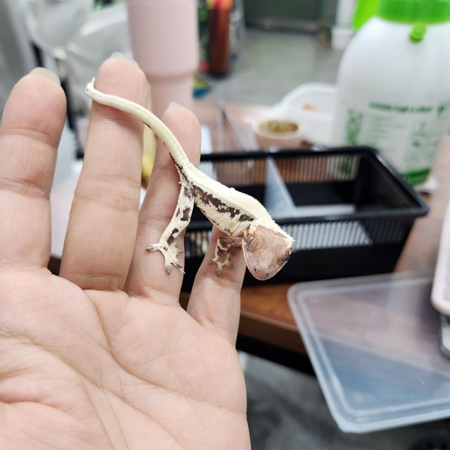 릴리 세이블