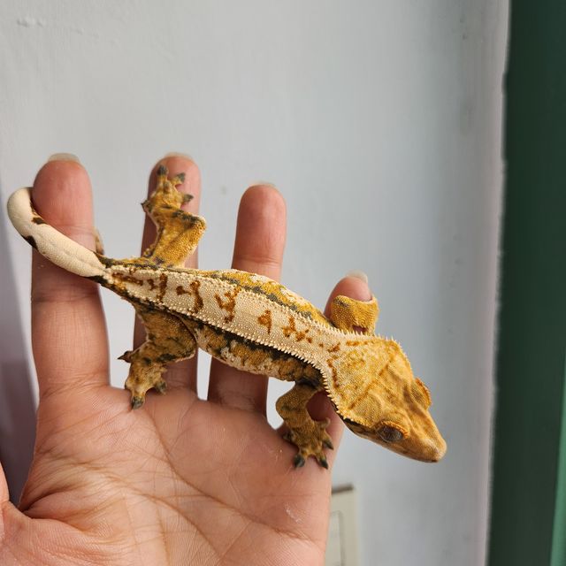 트라이 익스트림할리퀸