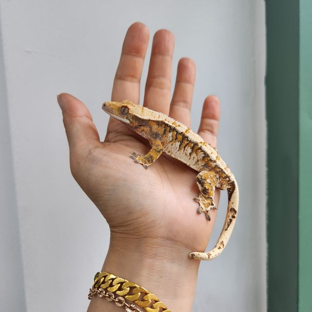 트라이 익스트림할리퀸