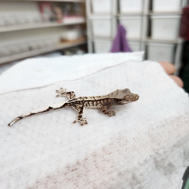 카푸치노 트라이 화이트