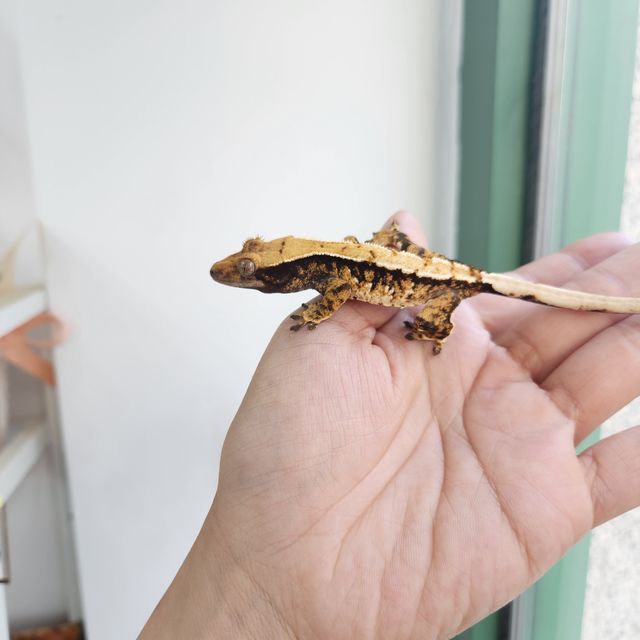 트라이 익스트림할리퀸 바브
