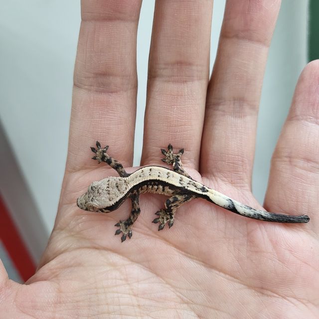 세이블