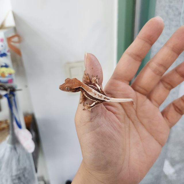 릴리 세이블 풀핀
