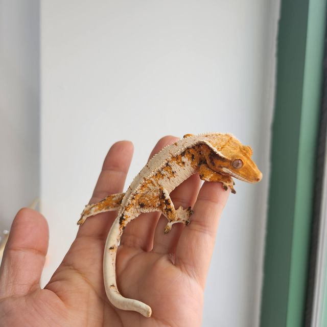 트라이 익스트림할리퀸