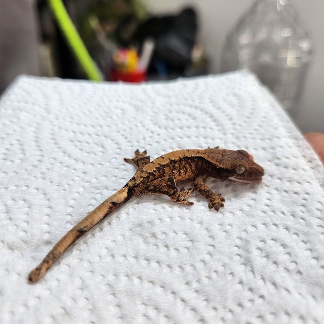 트라이 익스트림할리퀸