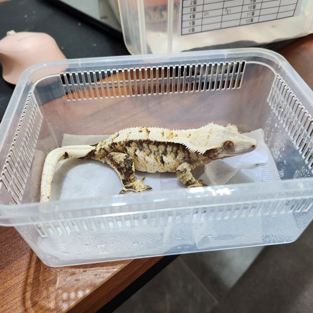트라이 익스트림할리퀸