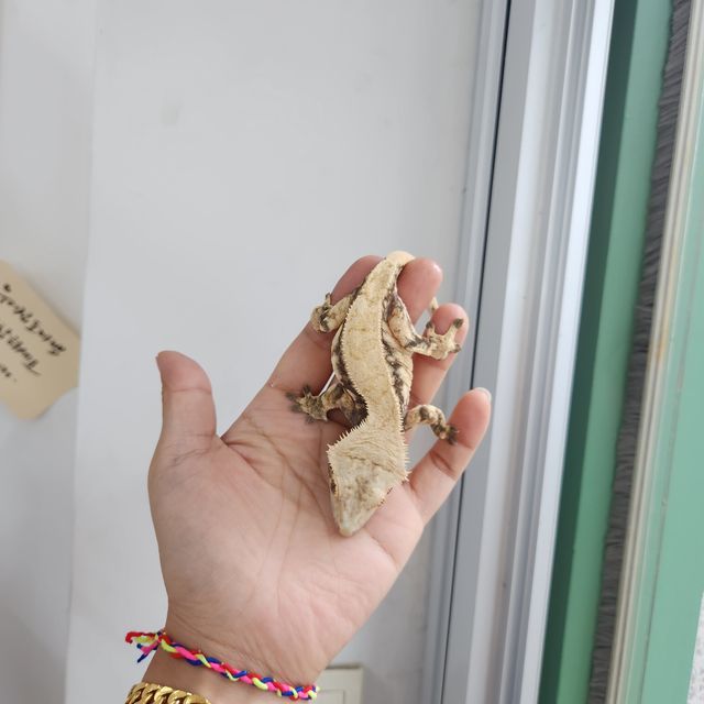 트라이 드리피 익스트림할리퀸