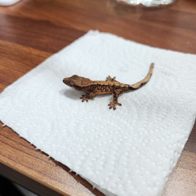 트라이 익스트림할리퀸