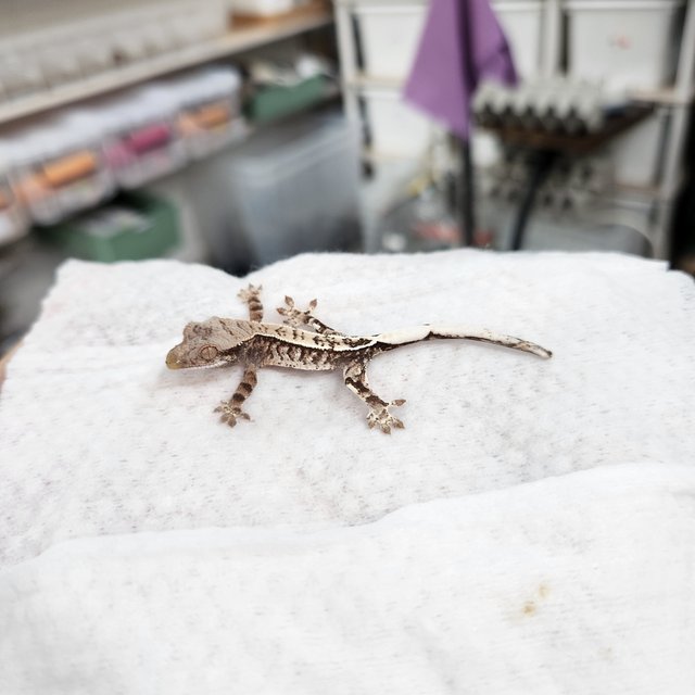 카푸치노 트라이 화이트