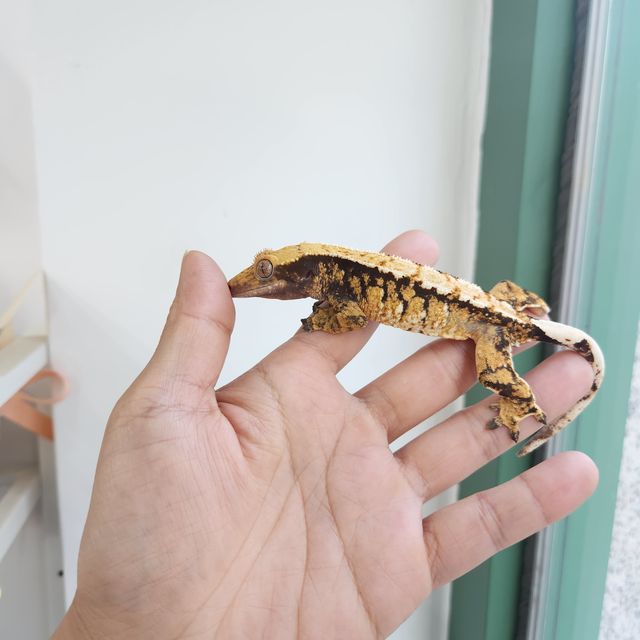 바브 트라이 익스트림할리퀸