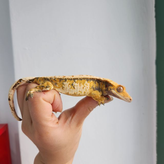 트라이 익스트림할리퀸