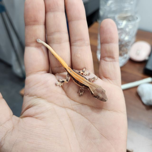 세이블 릴리 세이블 트라이