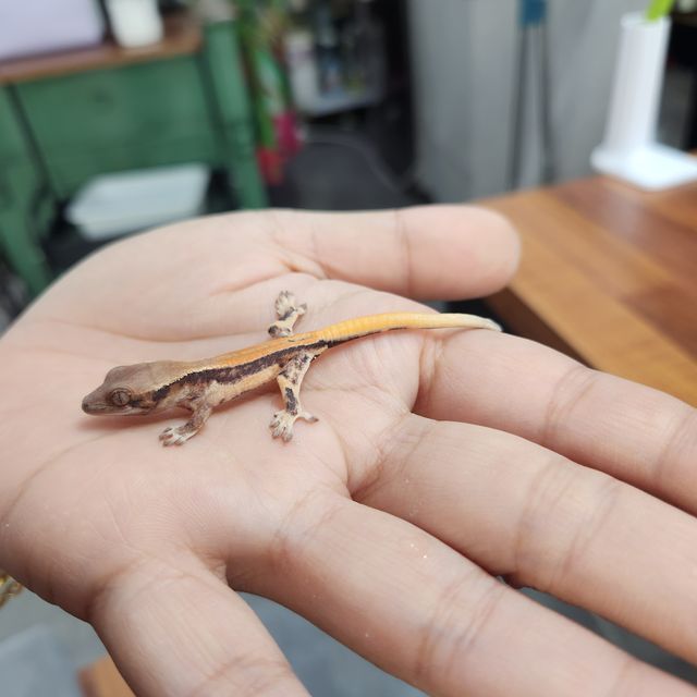 세이블 릴리 세이블 트라이