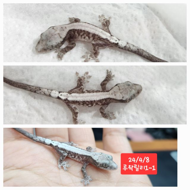 루왁 릴리
