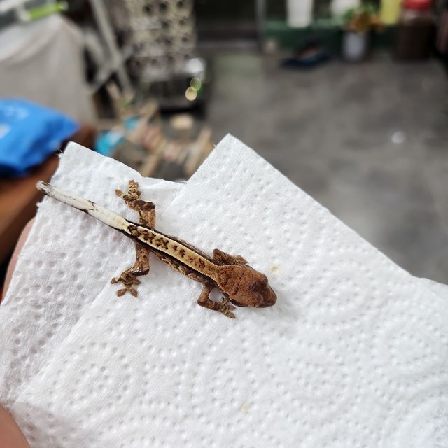 카푸치노 트라이