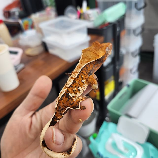 트라이 익스트림할리퀸