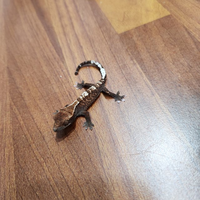 카푸치노 화이트