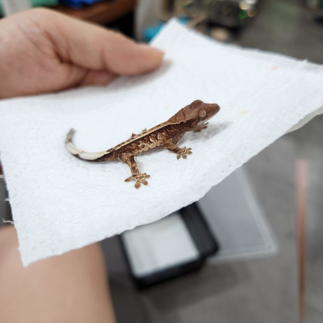 카푸치노 트라이