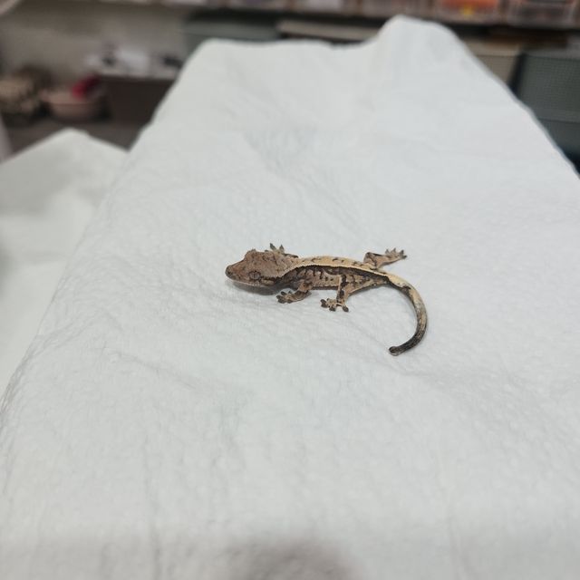 세이블 트라이